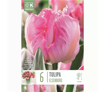 Tulipa 'Elsenburg'