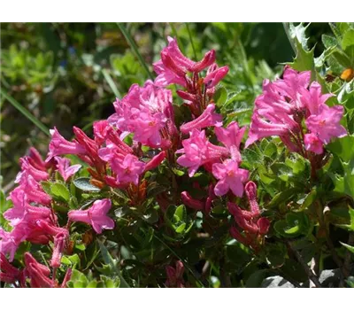 Rhododendron hirsutum Rhododendron hirsutum
