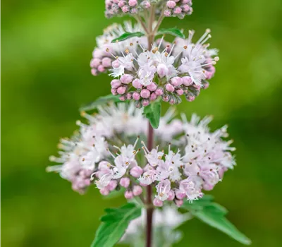 Caryopteris clandonensis 'Stephi' -R- Caryopteris clandonensis 'Stephi' -R-