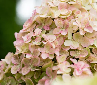 Hydrangea panic. 'Fraise Melba' Hydrangea panic. 'Fraise Melba'