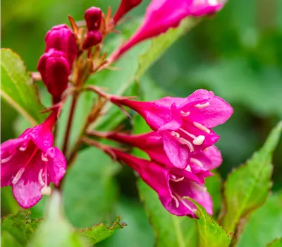 Weigela 'Big Love' -R-