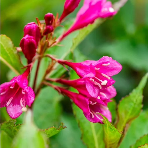 Weigela 'Big Love' -R-