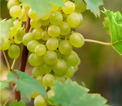 Vitis vinifera 'Suzi' Vitis vinifera 'Suzi'