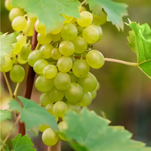 Vitis vinifera 'Suzi' Vitis vinifera 'Suzi'