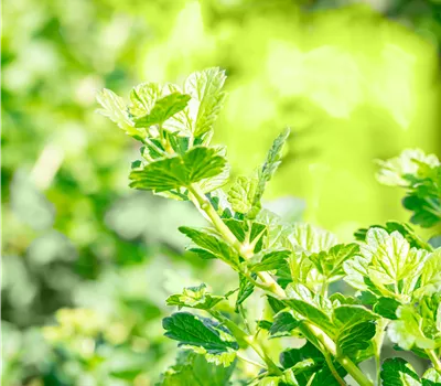 Ribes uva-crispa 'Resistenta' CAC Ribes uva-crispa 'Resistenta' CAC