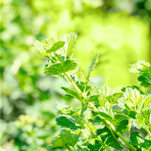 Ribes uva-crispa 'Resistenta' CAC Ribes uva-crispa 'Resistenta' CAC