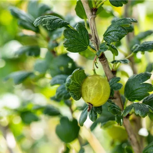 Ribes uva-crispa 'Tatjana' CAC Ribes uva-crispa 'Tatjana' CAC