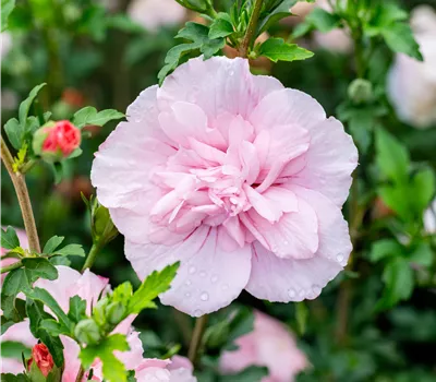 Hibiscus syriacus 'Pink Chiffon' -R- pink Hibiscus syriacus 'Pink Chiffon' -R- pink