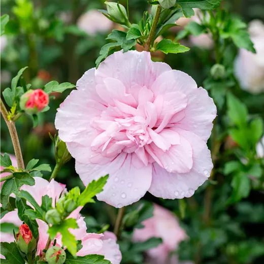 Hibiscus syriacus 'Pink Chiffon' -R- pink Hibiscus syriacus 'Pink Chiffon' -R- pink