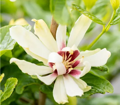 Calycanthus 'Venus' Calycanthus 'Venus'