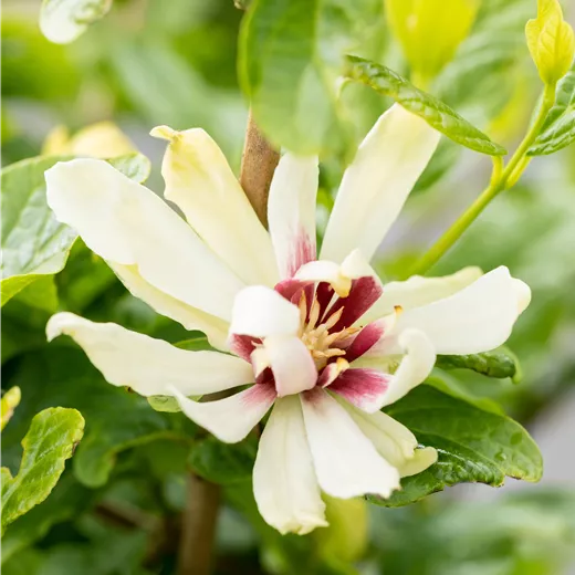 Calycanthus 'Venus'