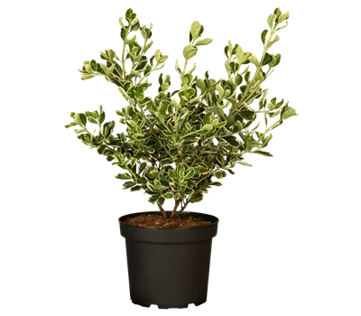 Euonymus japonicus 'Kathy' -S- Euonymus japonicus 'Kathy' -S-