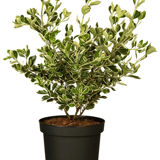 Euonymus japonicus 'Kathy' -S-