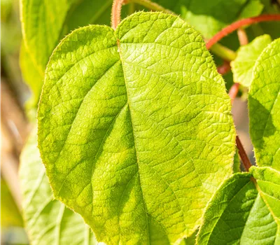 Actinidia chinensis 'Solo' Actinidia chinensis 'Solo'