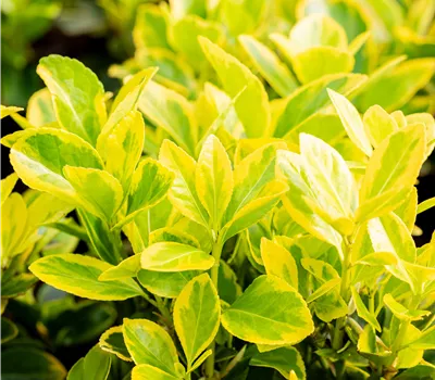 Euonymus japonicus 'Marieke' Euonymus japonicus 'Marieke'