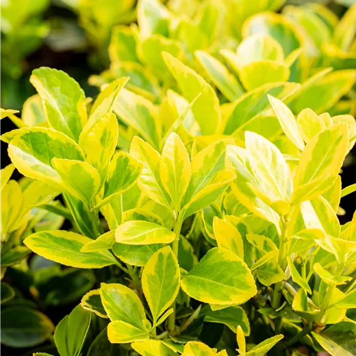 Euonymus japonicus 'Marieke'