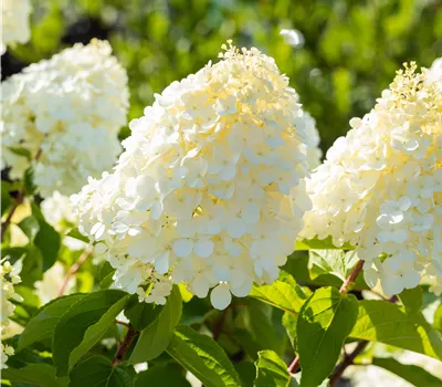 Hydrangea panic. 'Polar Bear' Hydrangea panic. 'Polar Bear'