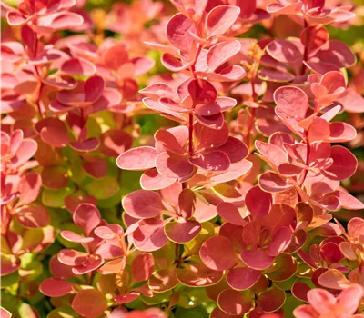 Berberis thunbergii 'Orange Ice' -S- Berberis thunbergii 'Orange Ice' -S-