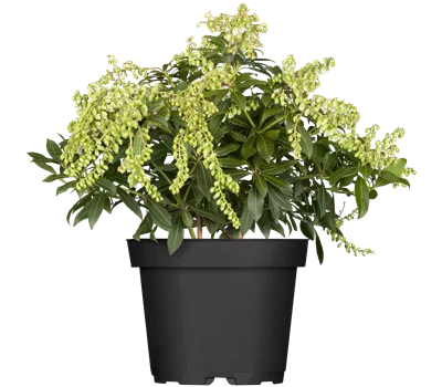 Pieris japonica 'Sarabande' Pieris japonica 'Sarabande'