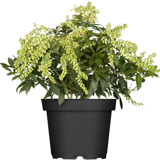 Pieris japonica 'Sarabande'