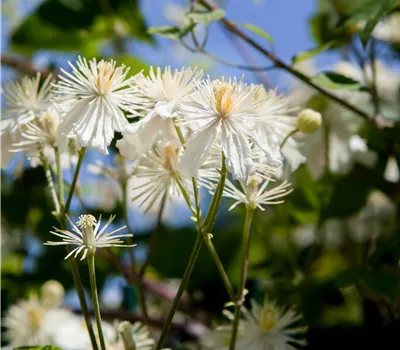Clematis 'Paul Farges' Clematis 'Paul Farges'