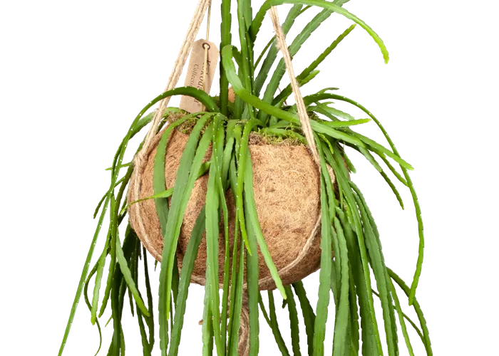 Lepismium bolivianum