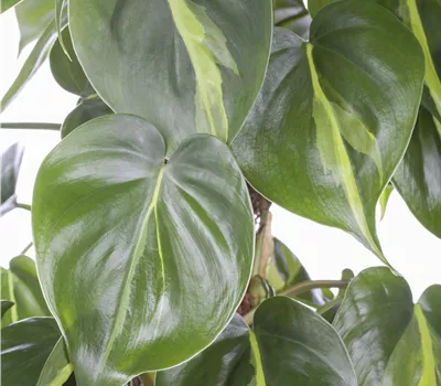 Philodendron scandens
