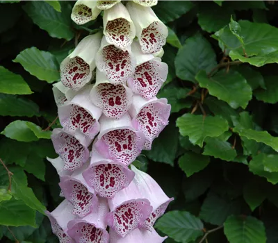 Digitalis purpurea 'Pam's Choice' Digitalis purpurea 'Pam's Choice'