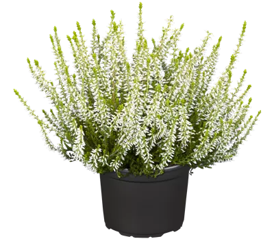 Calluna vulgaris 'Gardengirls' -R- i.S. Calluna vulgaris 'Gardengirls' -R- i.S.