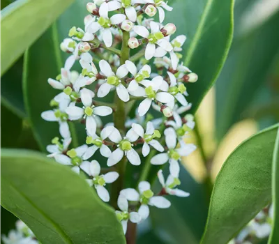 Skimmia japonica 'Finchy' Skimmia japonica 'Finchy'