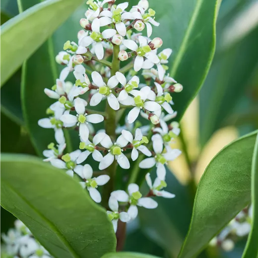 Skimmia japonica 'Finchy'