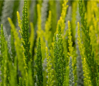 Calluna vulgaris Sunset Girls Calluna vulgaris Sunset Girls