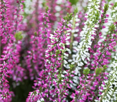 Calluna vulgaris 'Twin Girls' -R- i.S. Calluna vulgaris 'Twin Girls' -R- i.S.