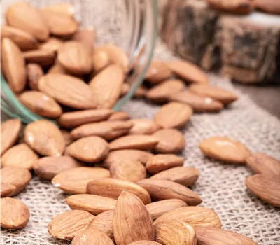 Prunus amy.'Dürkheim.Krachmandel' CAC Prunus amy.'Dürkheim.Krachmandel' CAC