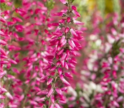 Calluna vulgaris 'Beauty Ladies' Calluna vulgaris 'Beauty Ladies'