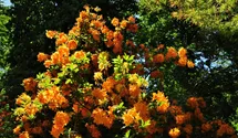 rhododendron racemosum Rhododendron racemosum 'Rock Rose' main image 0