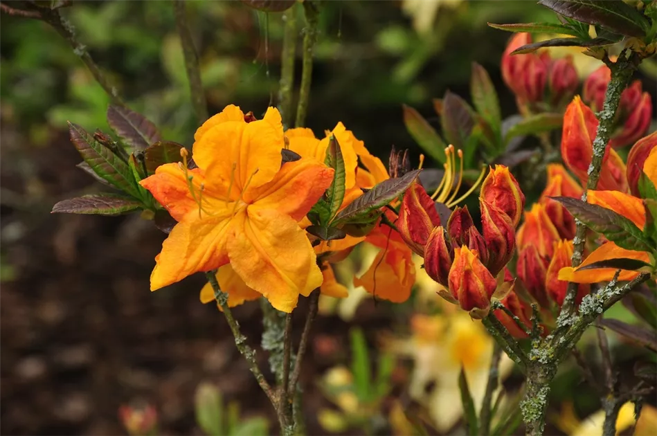 Rhododendron lut.'Klondyke'