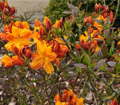 Rhododendron lut.'Klondyke' Rhododendron lut.'Klondyke'