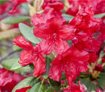 Rhododendron yak.'Bohlken's Roter Stern' -R- Rhododendron yak.'Bohlken's Roter Stern' -R-