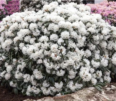 Rhododendron yak.'Schneekissen' Rhododendron yak.'Schneekissen'