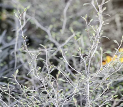 Corokia cotoneaster Corokia cotoneaster