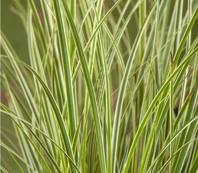 Carex conica 'Snowline'