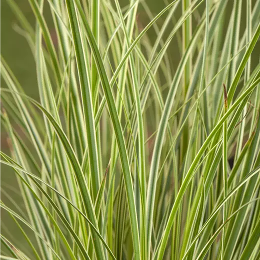 Carex conica 'Snowline'