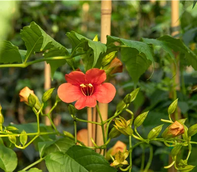 Campsis radicans 'Stromboli', feuerrot -R- Campsis radicans 'Stromboli', feuerrot -R-