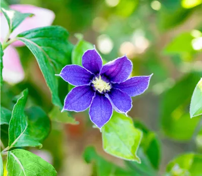 Clematis integrifolia 'Arabella' hellviolett Clematis integrifolia 'Arabella' hellviolett