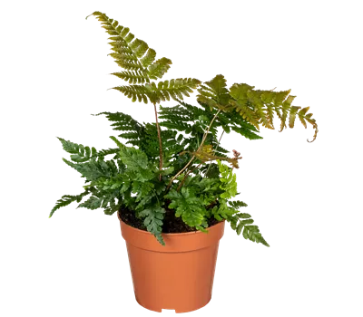 Davallia humata tyermannii Davallia humata tyermannii