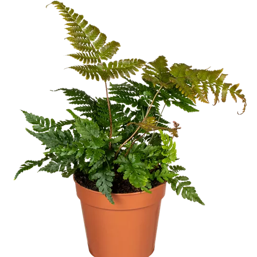 Davallia humata tyermannii