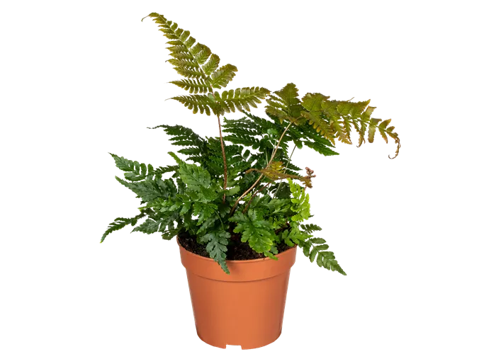 Davallia humata tyermannii