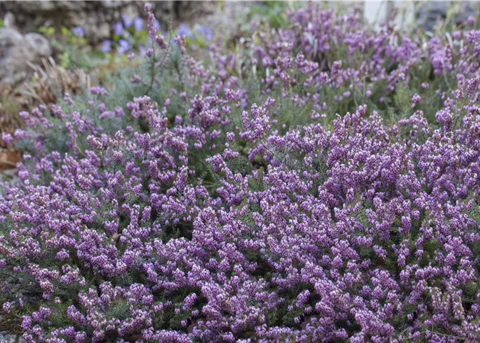 Erica carnea 'Winter Ladies' Mix