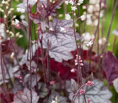 Heuchera Hybride i. S.